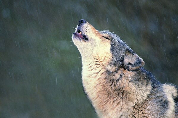 Singing a lone wolf song