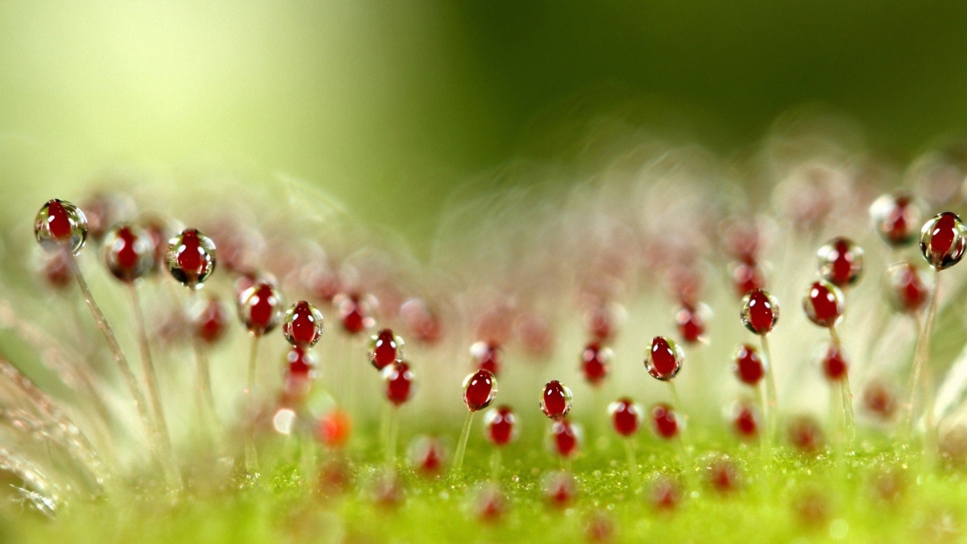 tröpfchen und wasser natur blume sommer tau regen hell gras garten flora dof blatt farbe tropfen