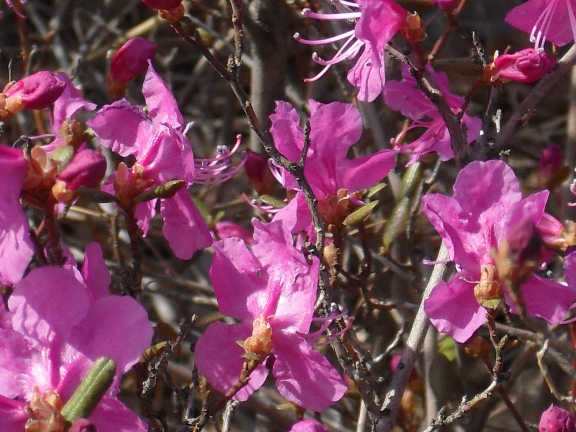 wiosna natura kwiat flora oddział bluming ogród kolor drzewo liść kwiatowy płatek lato na zewnątrz zbliżenie piękna jasna dekoracja park wzrost