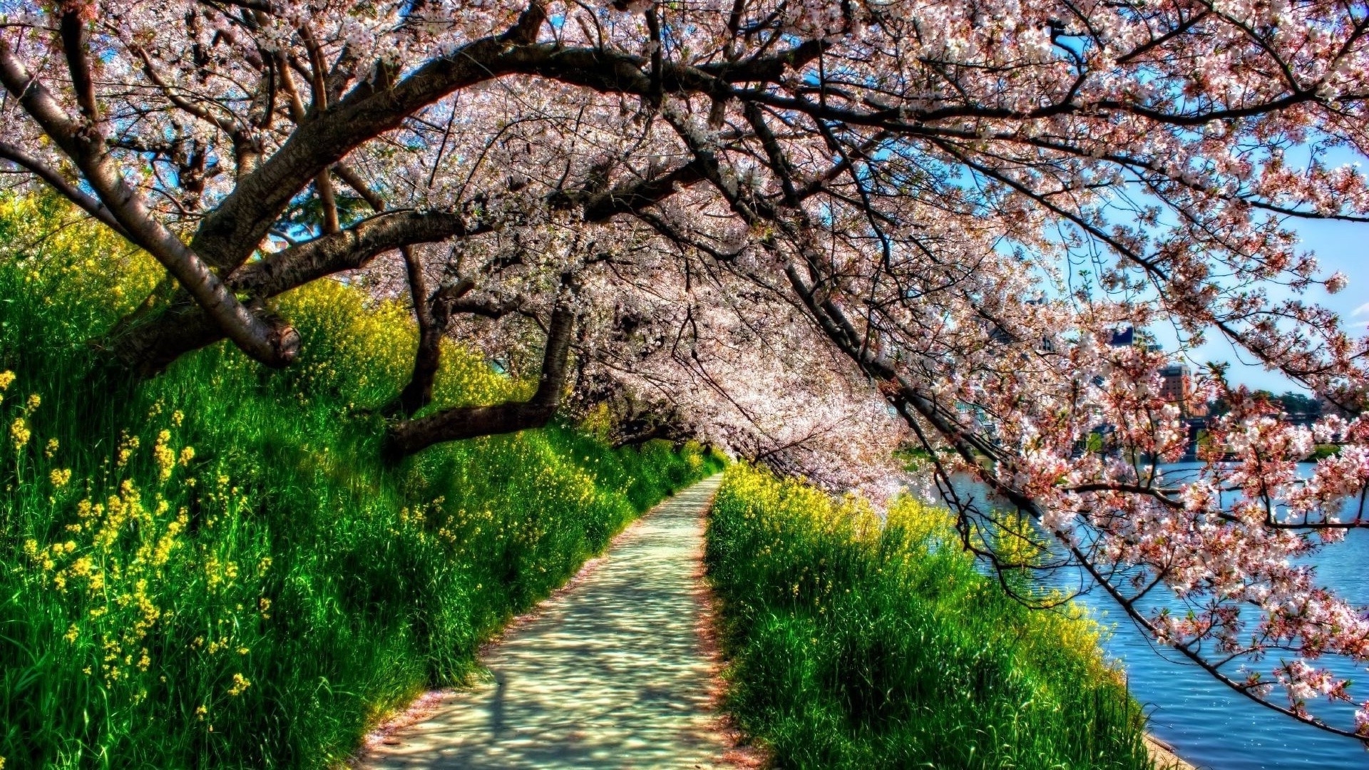 夏天 树 分支 景观 季节 自然 公园 植物群 花 叶 户外 木材 风景 场景 增长 景观 路径 指南 好天气 阳光明媚 樱桃