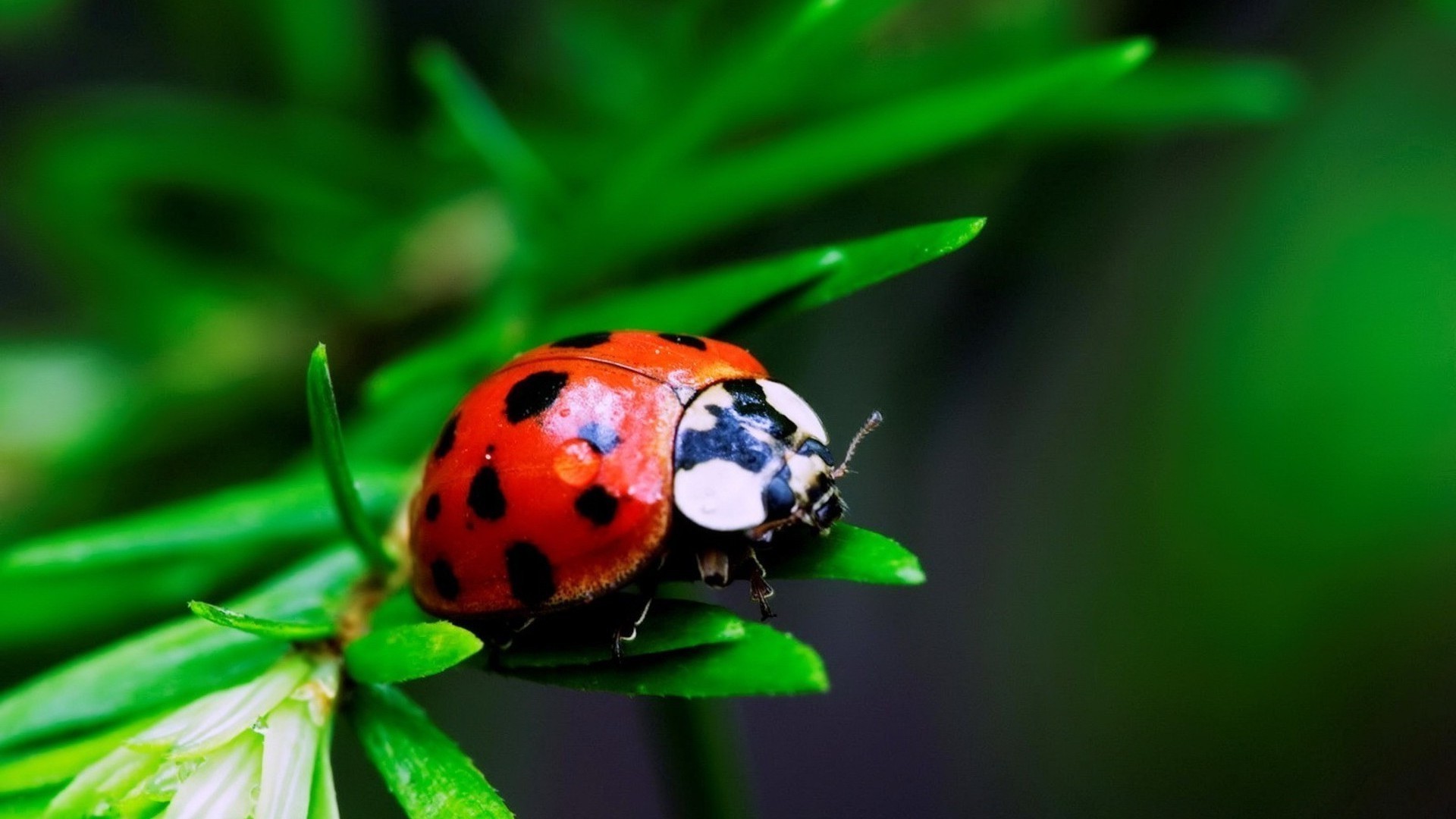 insectes insecte nature coccinelle feuille gros plan coléoptère jardin couleur flore biologie été peu environnement