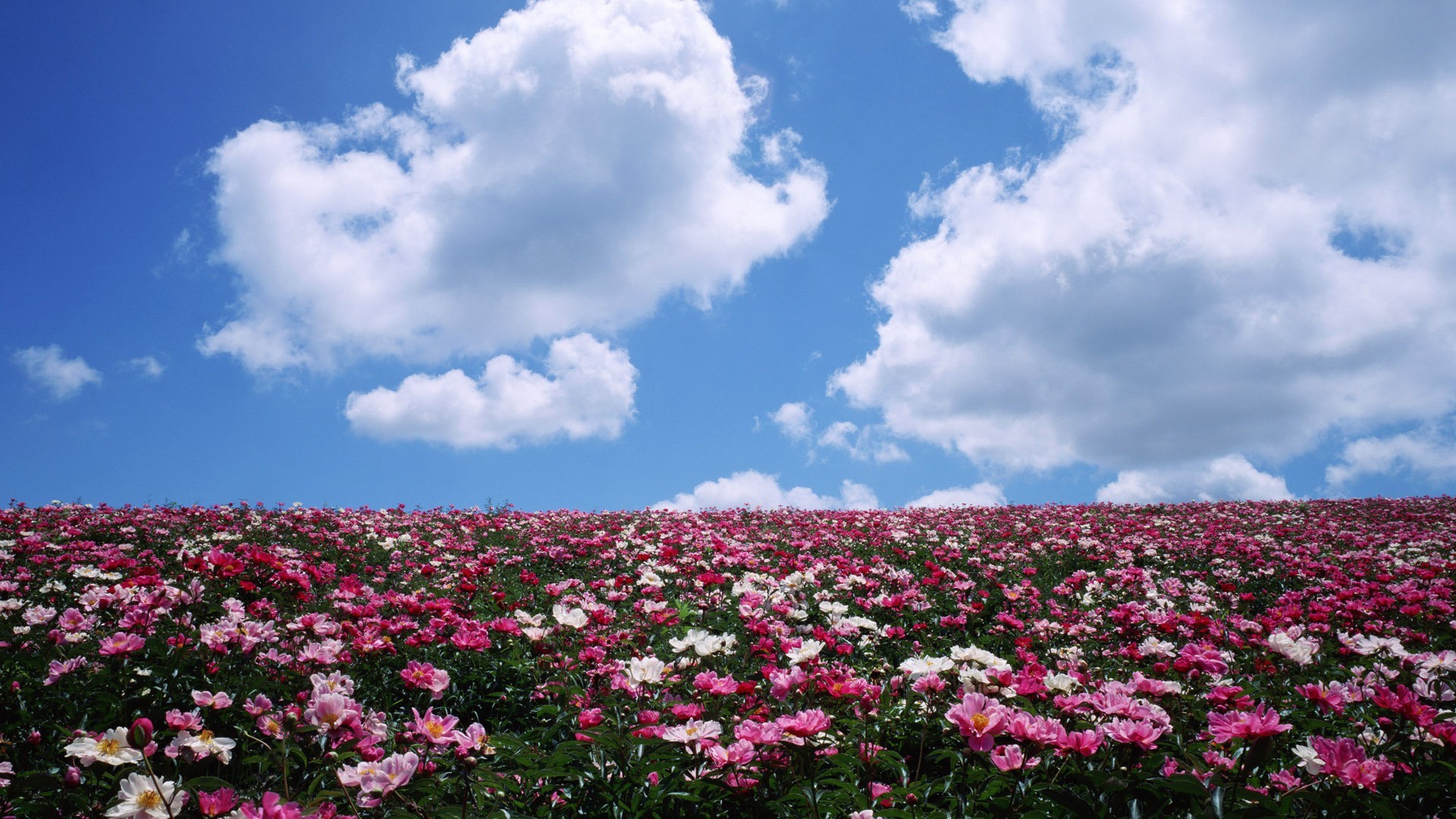 felder wiesen und täler blume natur sommer im freien flora landschaft feld wachstum hell himmel des ländlichen heuhaufen blatt gras gutes wetter blumen garten landschaft farbe