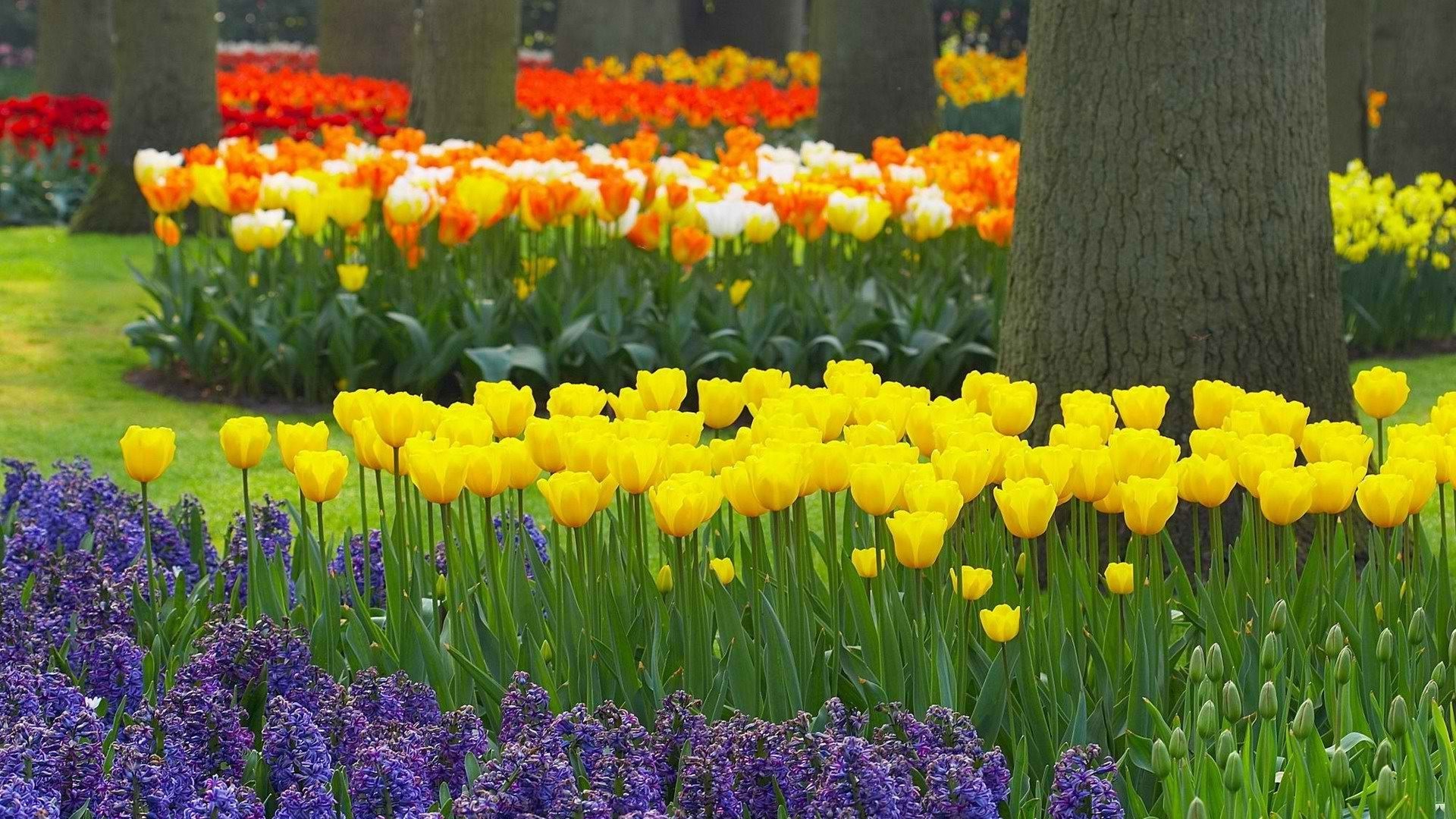 tulpen blume garten tulpe flora natur blatt blumen blühen blütenblatt lampe sommer farbe feld im freien wachstum jahreszeit gras park ostern