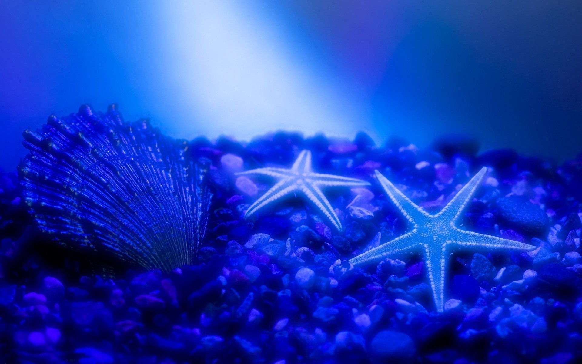 animais debaixo d água borrão água aquário peixes natal mar natureza oceano