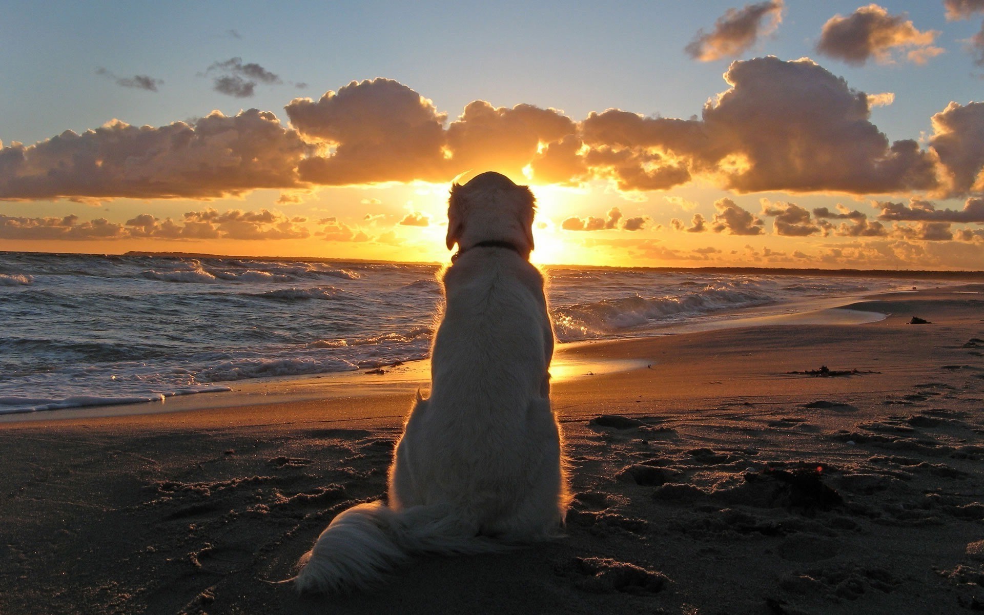 chiens coucher de soleil plage mer eau aube soleil océan crépuscule soir ciel paysage mer sable paysage beau temps nature