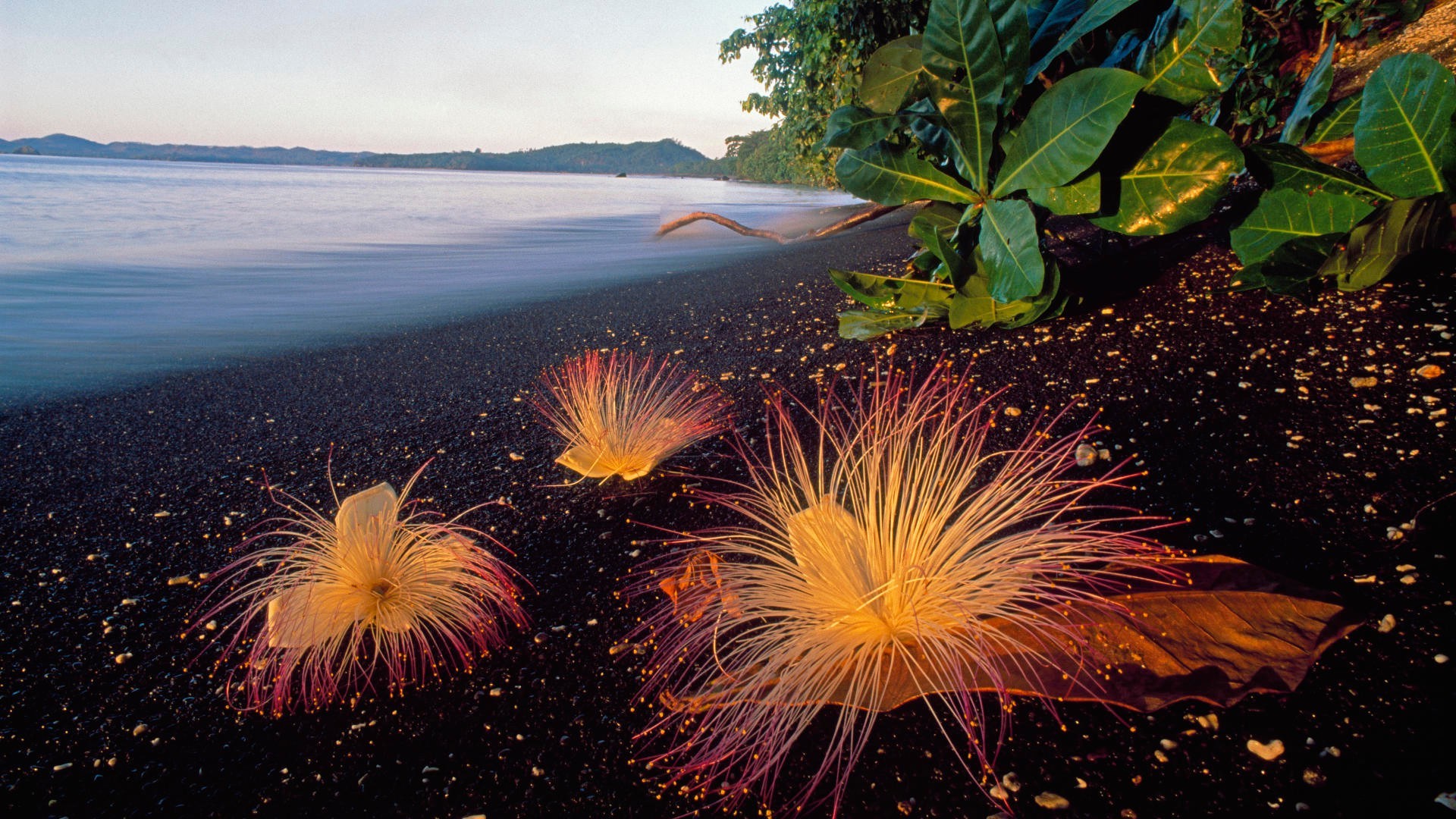 flores fogos de artifício festival férias chama luz explosão água ao ar livre