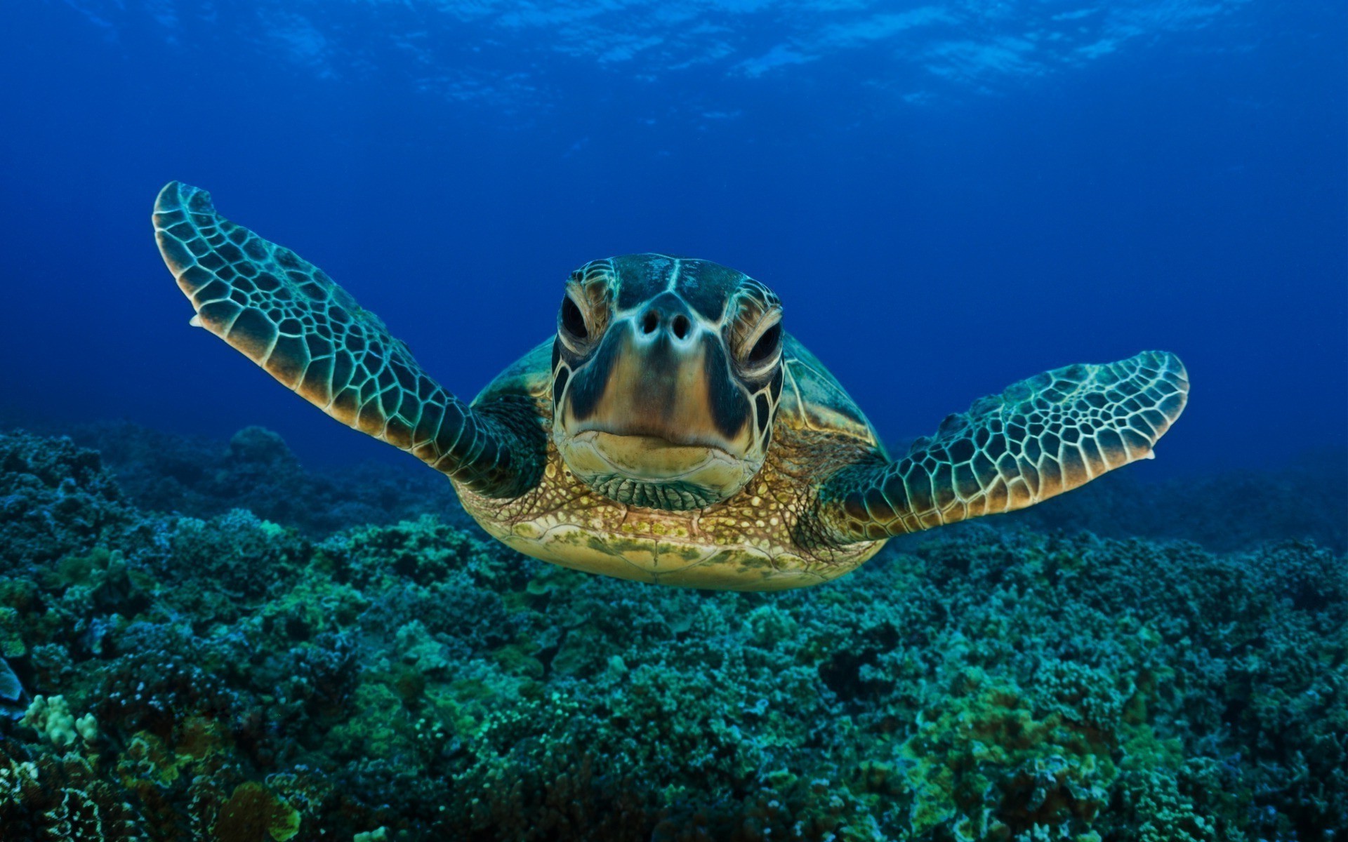 animals underwater ocean coral nature tropical sea turtle reef fish swimming wildlife snorkeling animal water marine diving scuba exotic aquatic