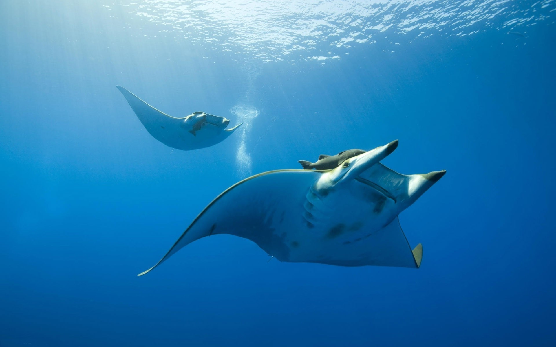 animali sott acqua pesce acqua immersioni nuoto oceano squalo mare fauna selvatica