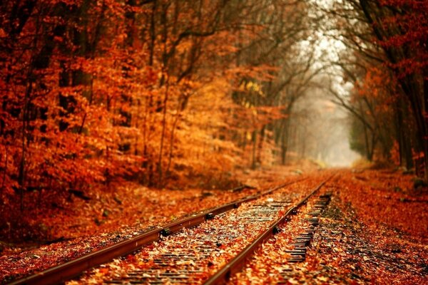 The road to autumn, autumn landscape