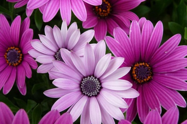 La nature et les fleurs sont toujours la beauté à tous égards