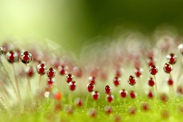 Water droplets on summer flowers