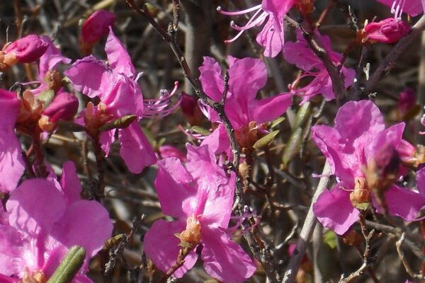 Foto von rosa kleinen Blumen