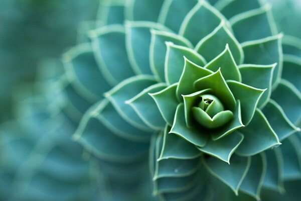 Stone rose emerald rejuvenated sempervivum