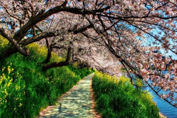 A shady path in flowering trees