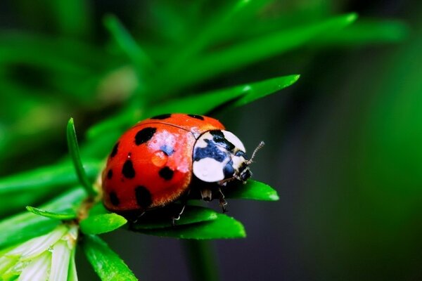 Coccinelle macro photo