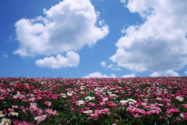 Um vale florescente sob um céu azul ligeiramente nublado