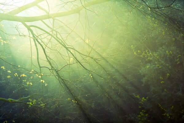 Die Sonnenstrahlen im Morgengrauen durch die Äste der Bäume