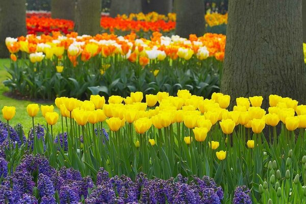 Im Garten eine Tulpenblume und eine Flora