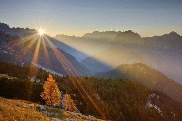 Fleur de soleil haut dans les montagnes