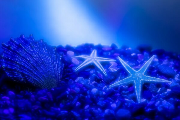 Dos estrellas de mar y una concha en el fondo del océano