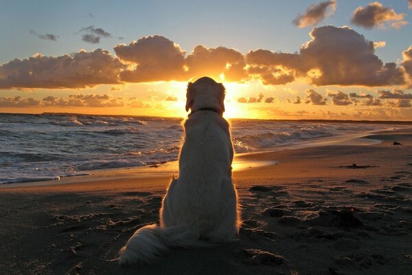 Fidèle chien attend sur le rivage tandis que le propriétaire se baigne dans la mer