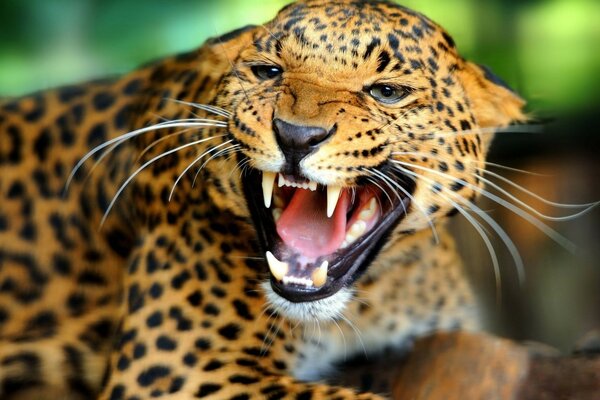 Un léopard en colère dans la nature