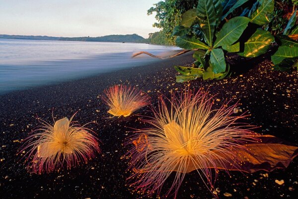 Festival des fleurs-feux d artifice sur terre