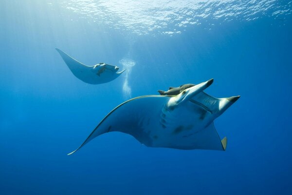 Stingray flottant dans la mer bleue