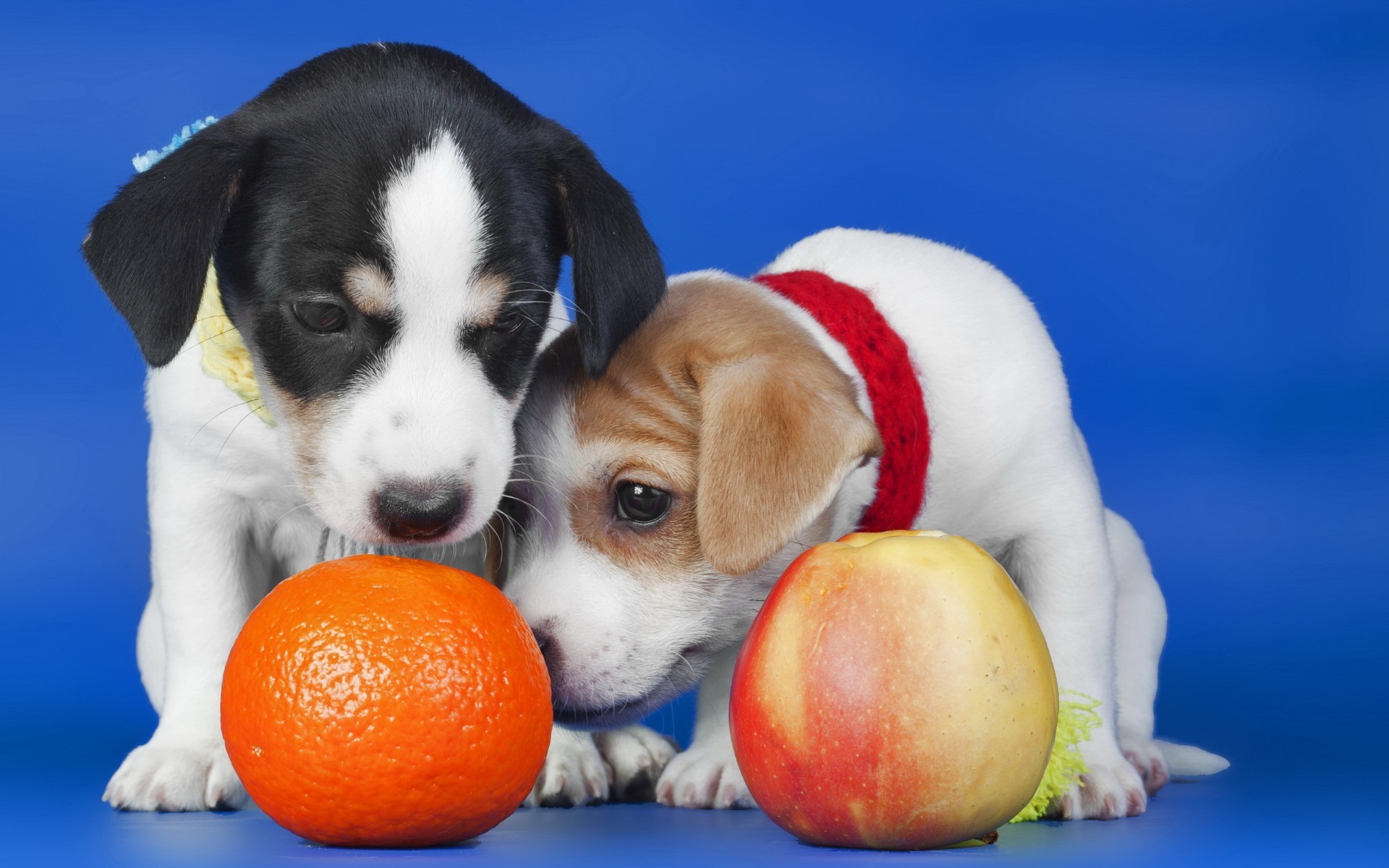 cães cão fofa animal de estimação pequeno mamífero animal cinegrafista filhote de cachorro engraçado