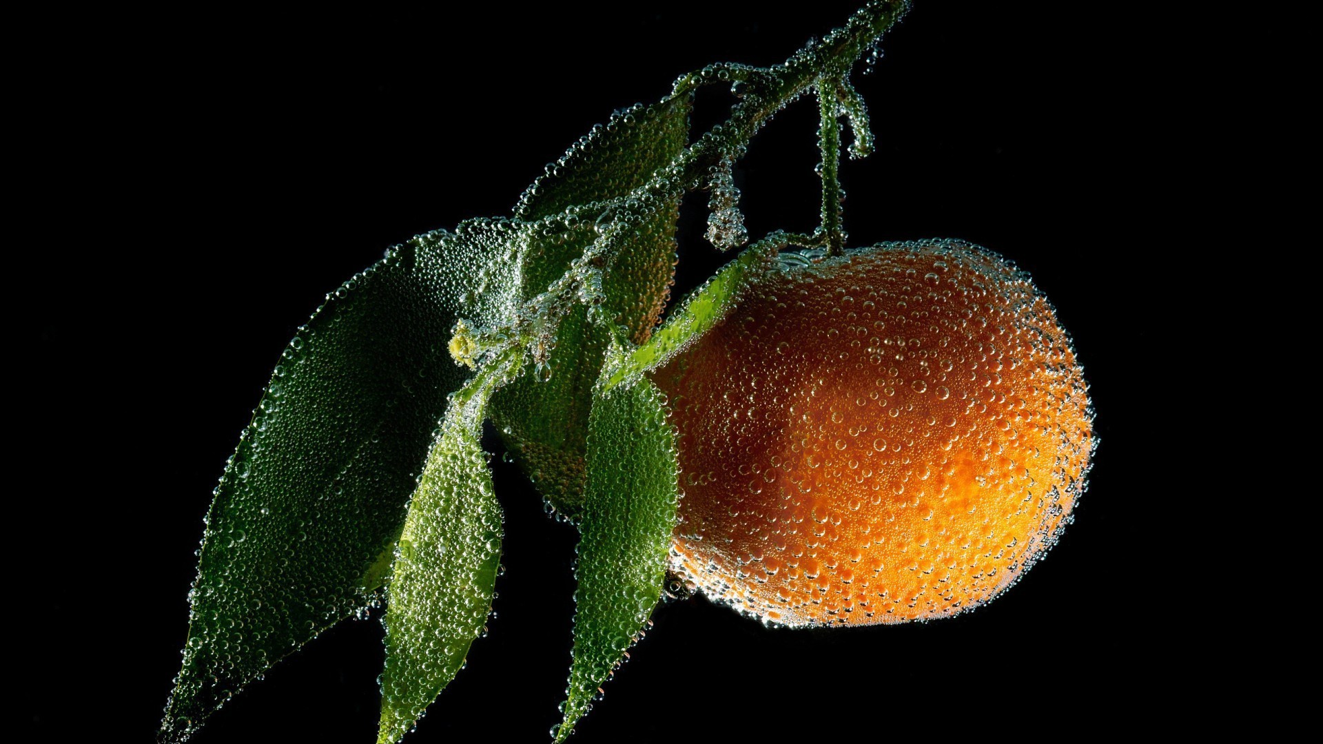 gotas y agua invertebrados biología naturaleza alimentos vida silvestre solo bajo el agua hoja al aire libre fruta