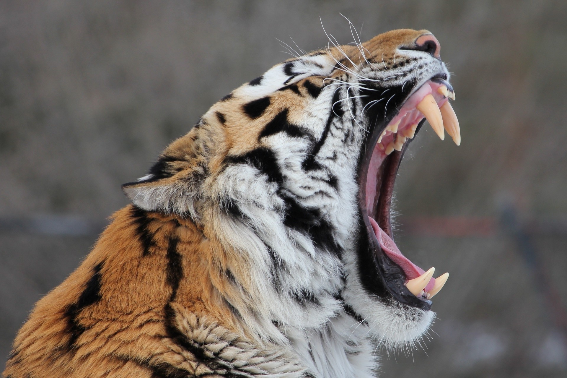 tigres faune animal nature prédateur chat tigre sauvage portrait zoo chasseur mangeur de viande chasse mammifère grand safari fourrure à la recherche bande en colère agression