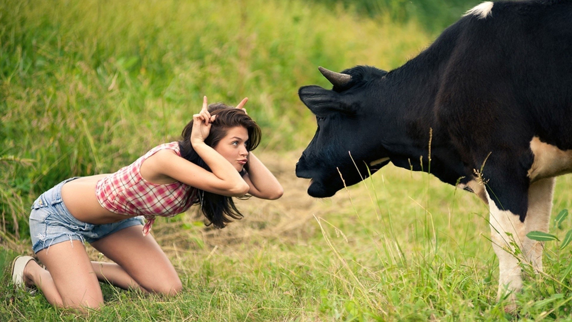 animals grass nature field hayfield summer outdoors