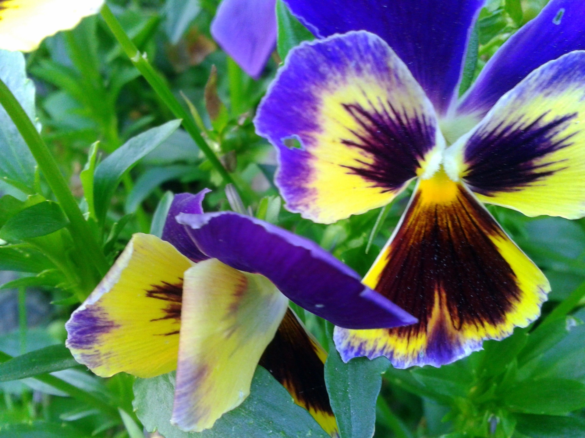 closeup nature flower leaf flora floral summer garden bright pansy blooming color violet petal outdoors close-up viola