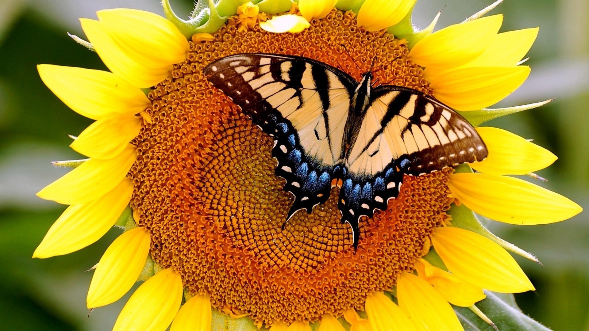 girasoli natura girasole insetto estate fiore flora luminoso bella farfalla all aperto close-up giardino foglia polline colore desktop bel tempo