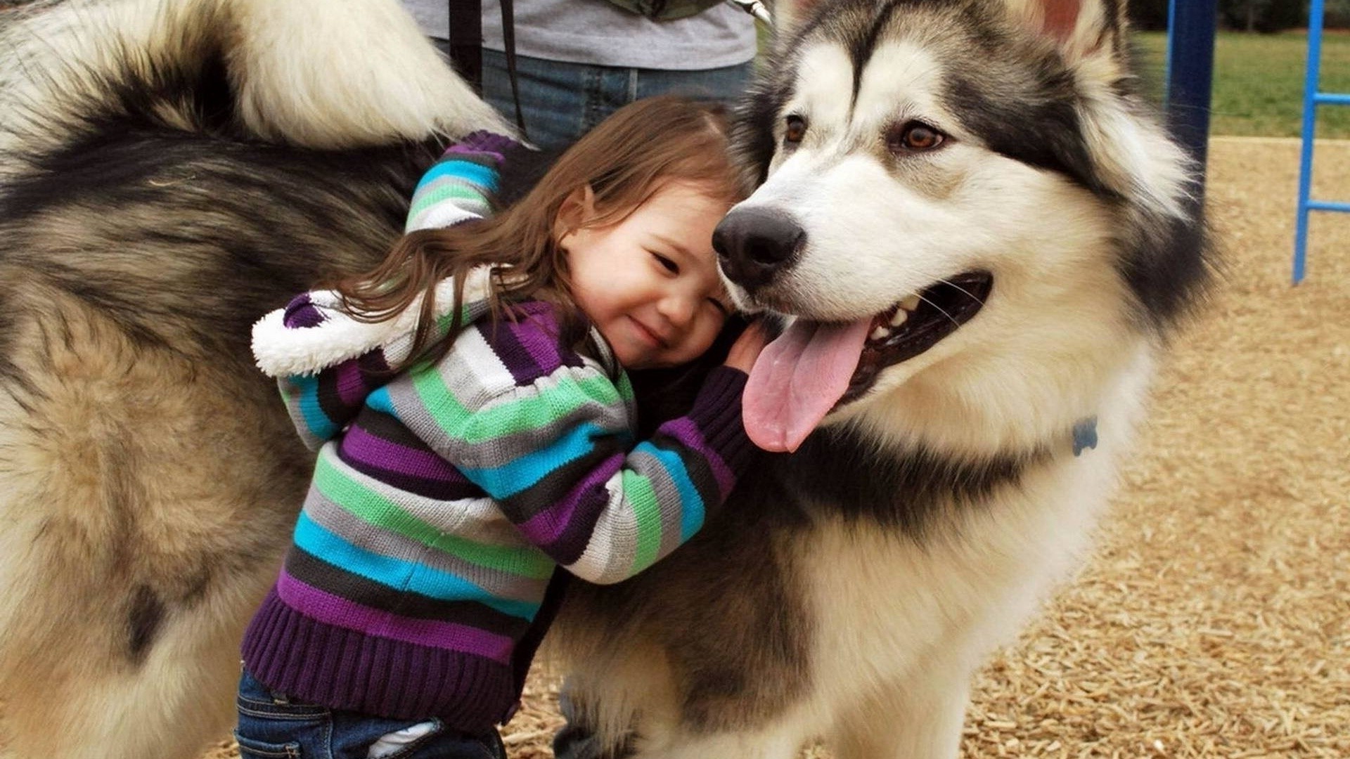 niños con animales perro perro mascota lindo mamífero cachorro animal pelaje retrato pequeño joven lobo perro pastor raza