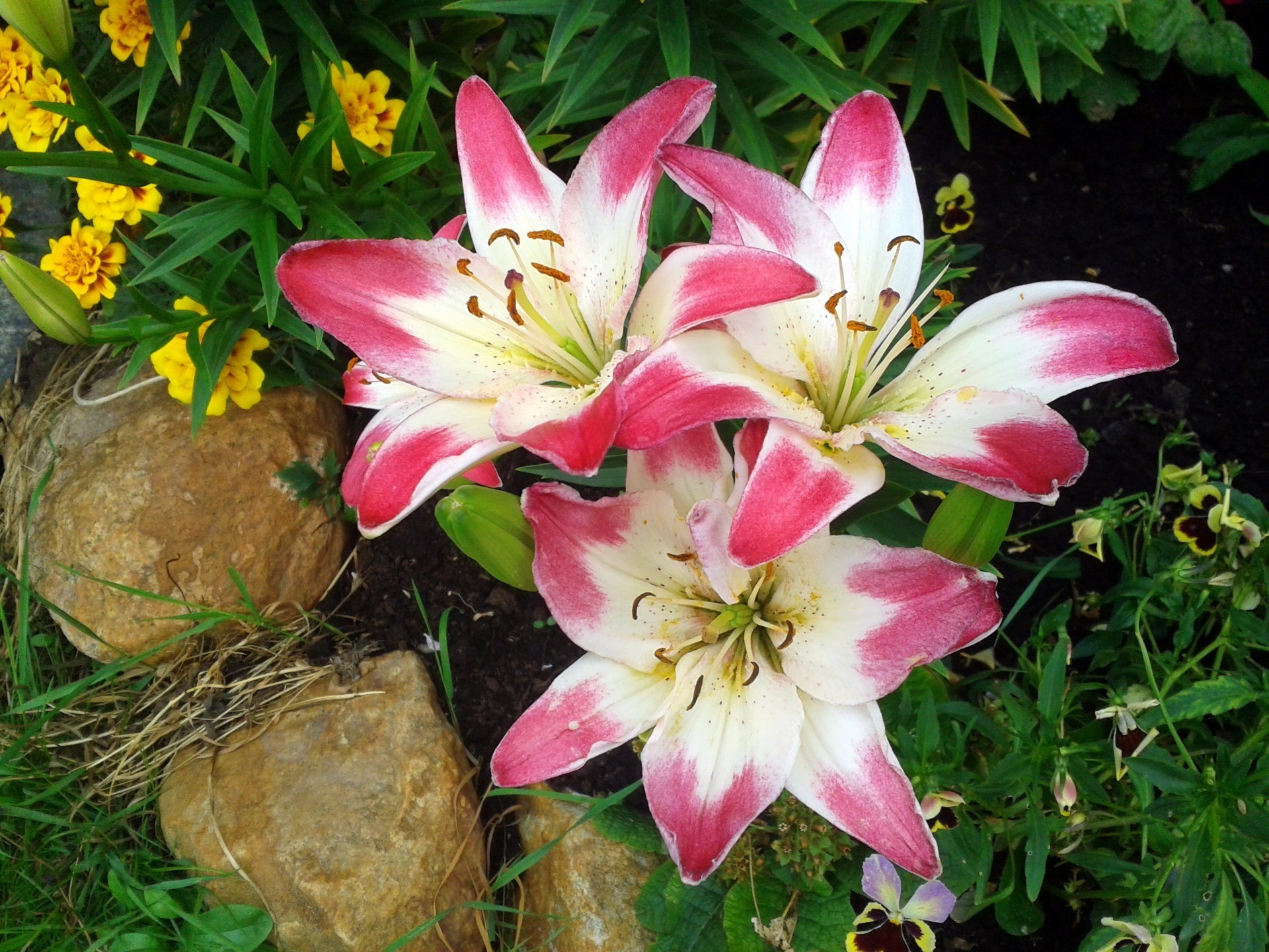 zambaklar çiçek doğa bahçe yaprak flora yaz çiçek güzel çiçek açan petal renk yakın çekim sezon dekorasyon parlak buket