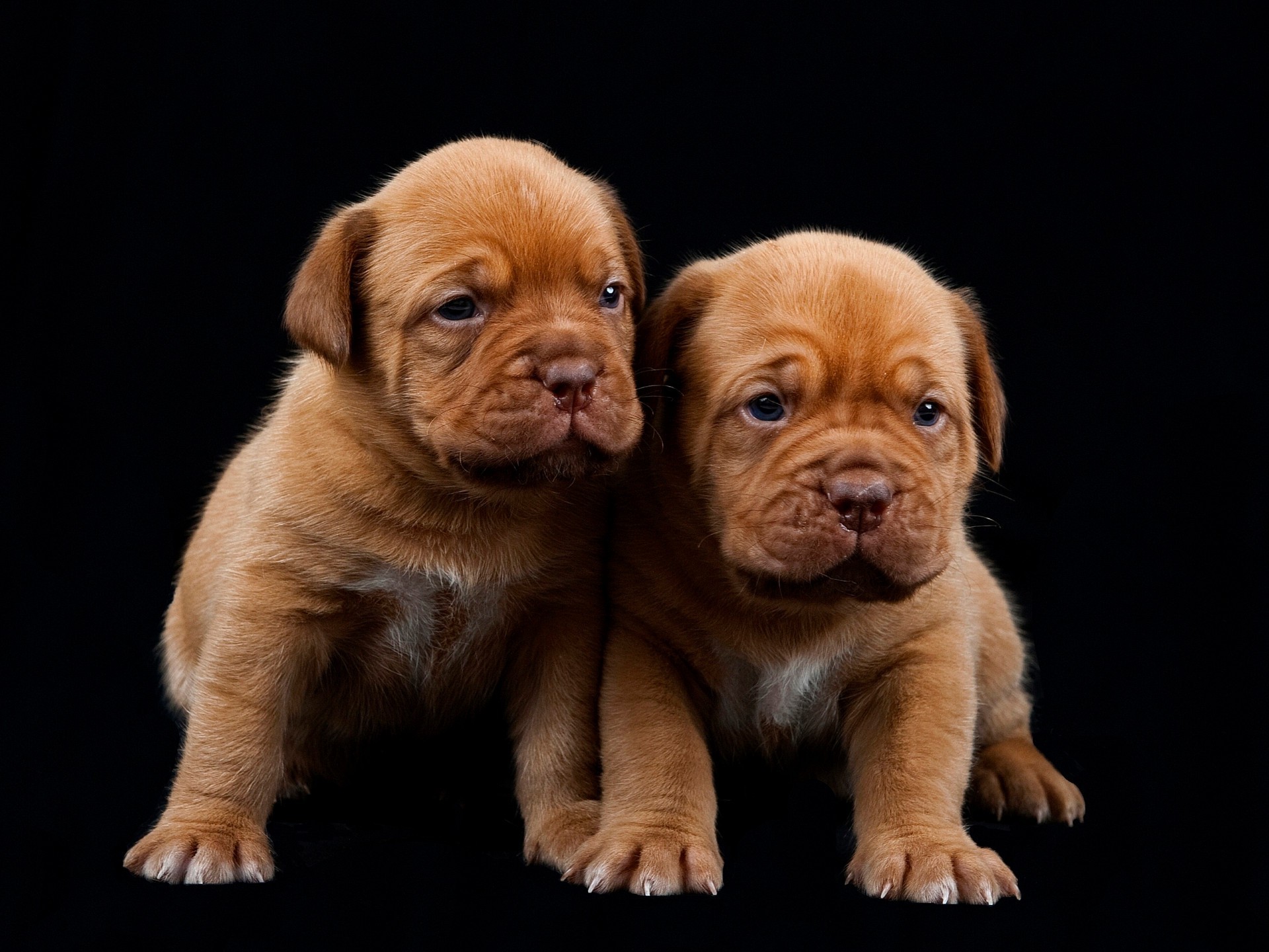 perros lindo perro mascota cachorro perro mamífero pedigrí raza pequeño animal estudio divertido retrato adorable sentarse pedigrí niño joven doméstico