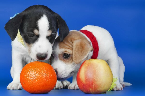 Two puppies play with an apple and a tangerine