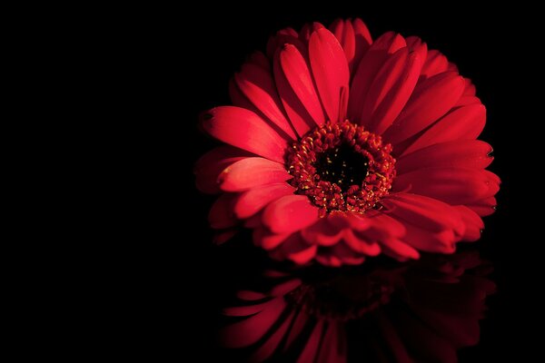 Red gerbera on a black background with reflection