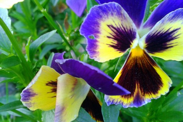 Hermosas flores revoloteando como mariposas