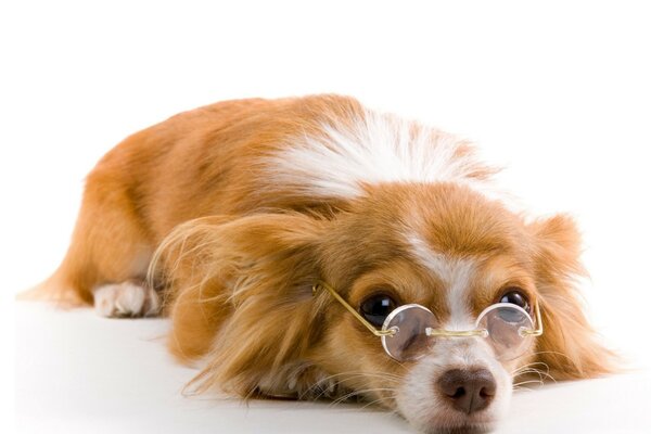 A cute red-haired dog put glasses on her nose