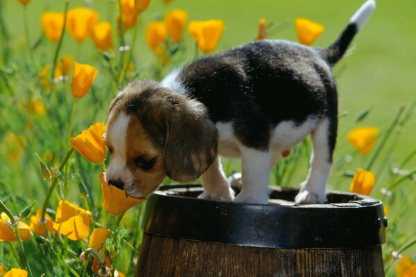 Ein niedlicher Welpe liebt Blumen sehr