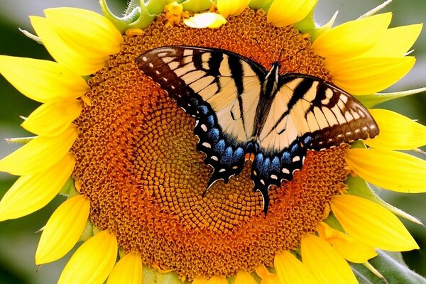 Ein mehrfarbiger Schmetterling auf einer Sonnenblume