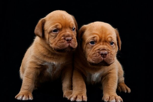 Une paire de chiots mignons pur-sang