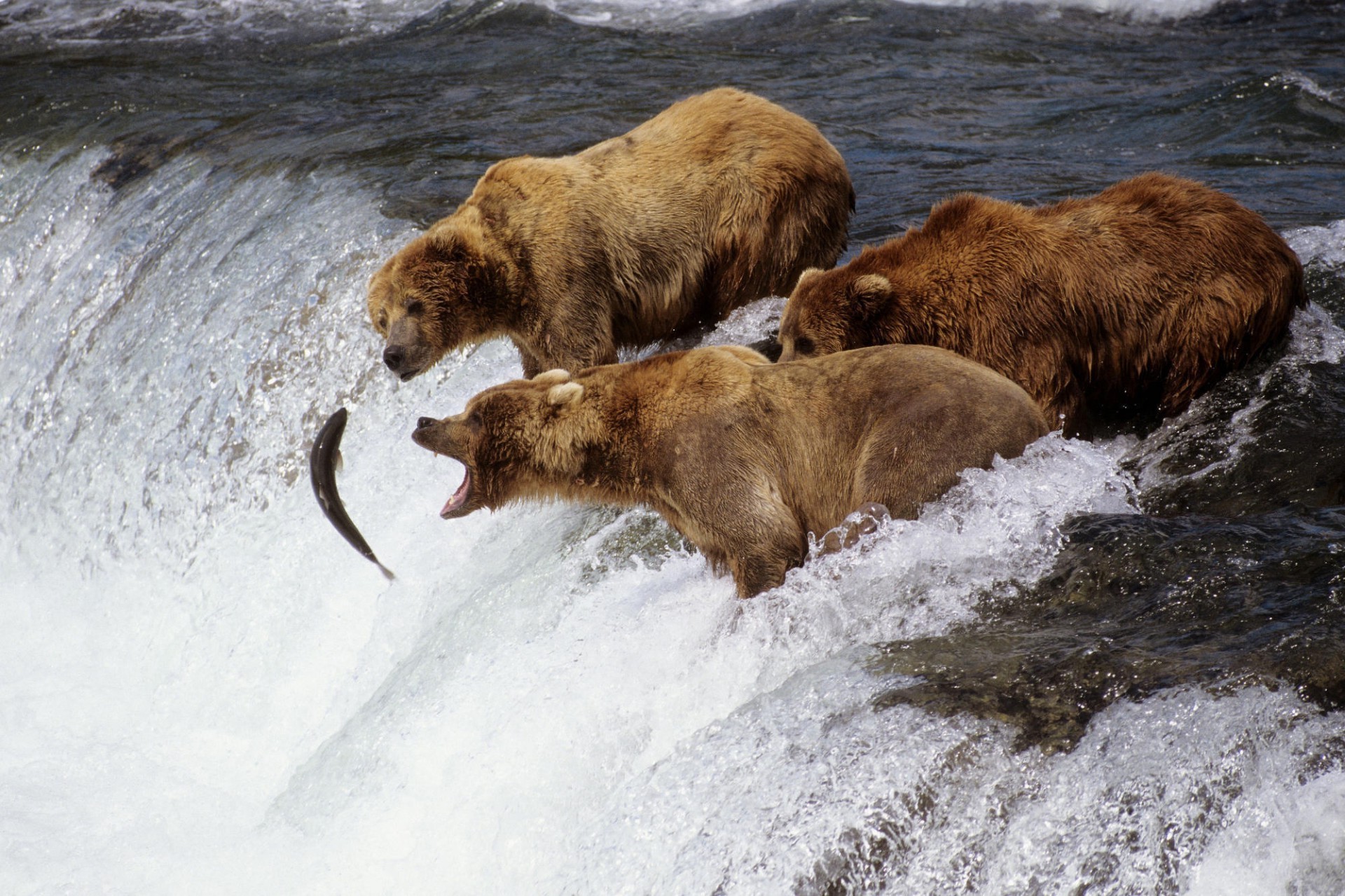 bears mammal water outdoors wildlife winter nature cold snow grizzly danger salmon river daylight wild