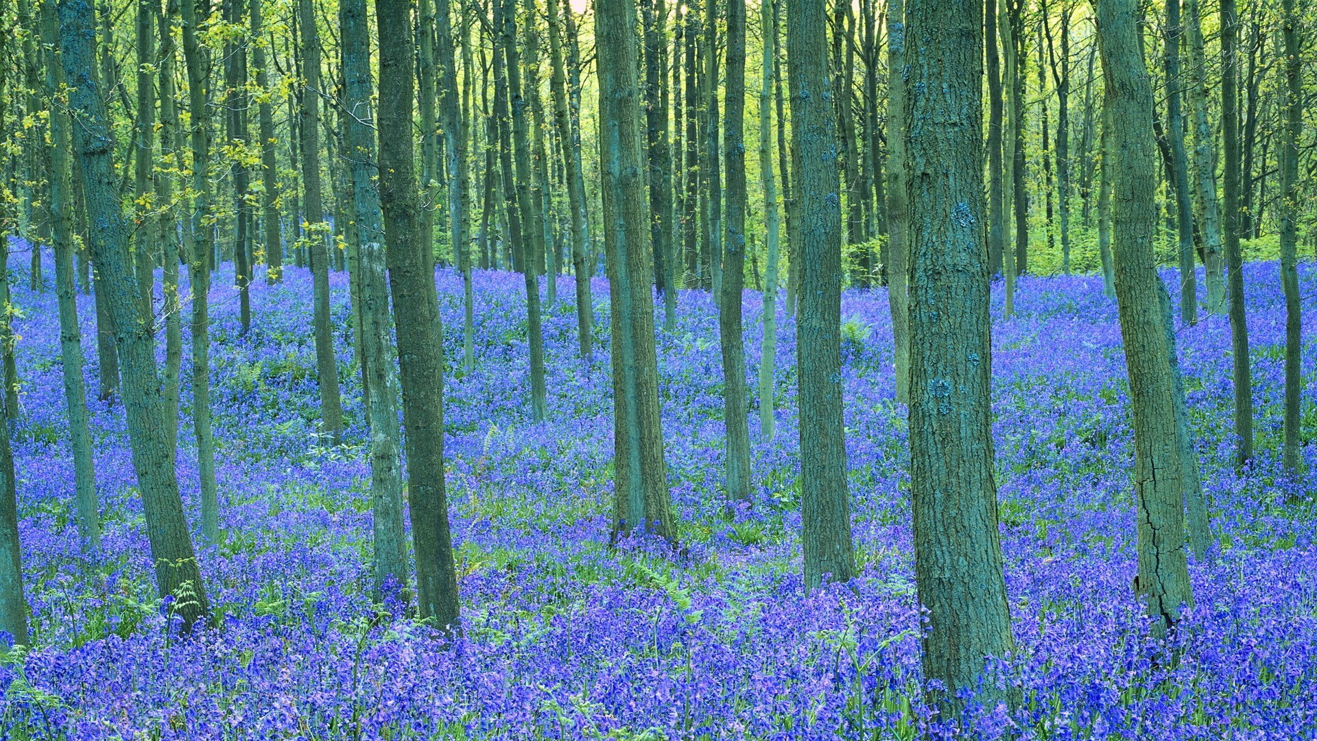 kwiaty drewno krajobraz natura sceniczny kwiat liść drzewo wieś krajobrazy na zewnątrz sezon flora park świt buk idylla dywan wzrost wiejski