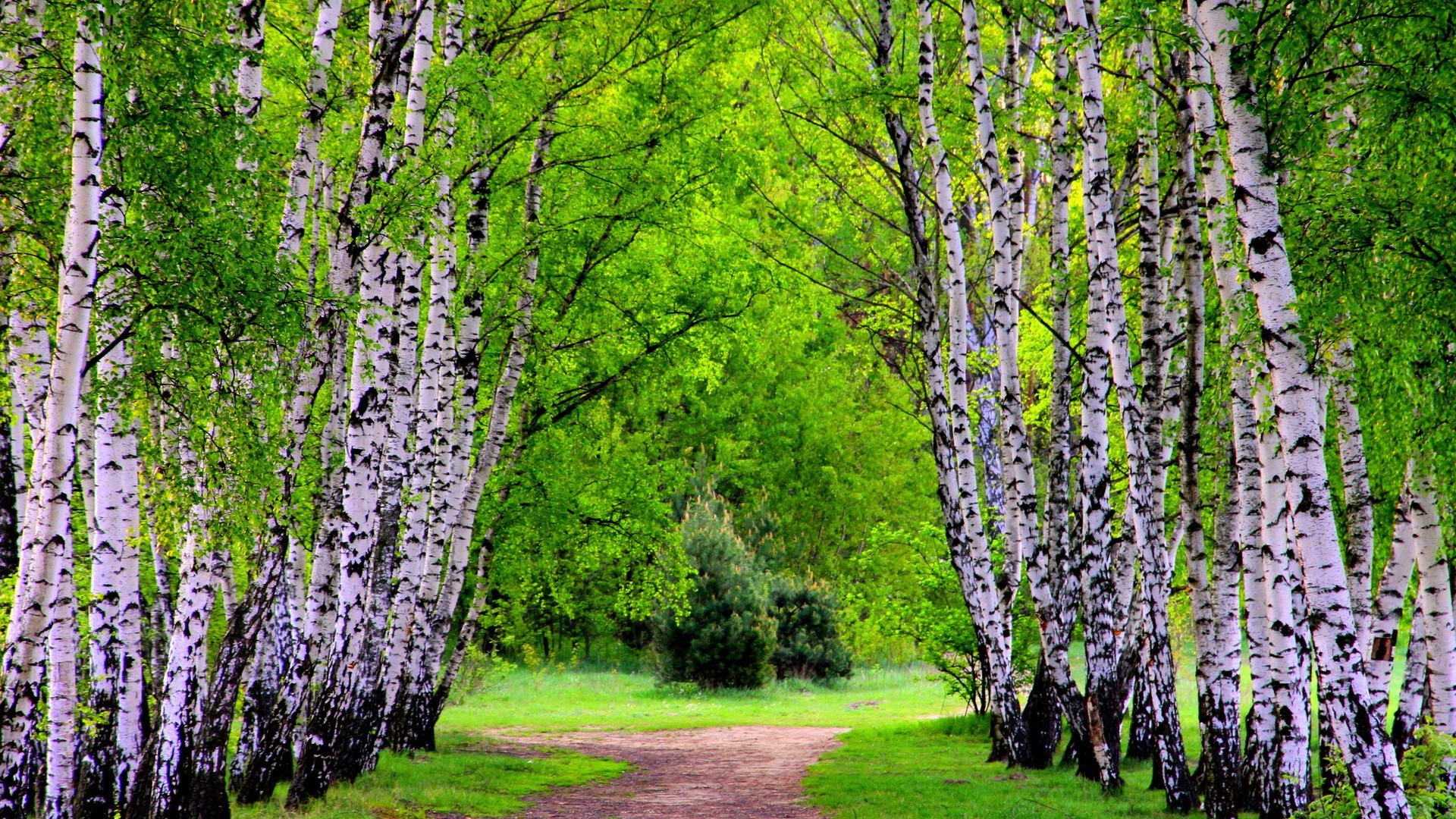 spring nature leaf flora tree wood growth landscape summer season outdoors rural branch park birch environment countryside flower springtime fair weather