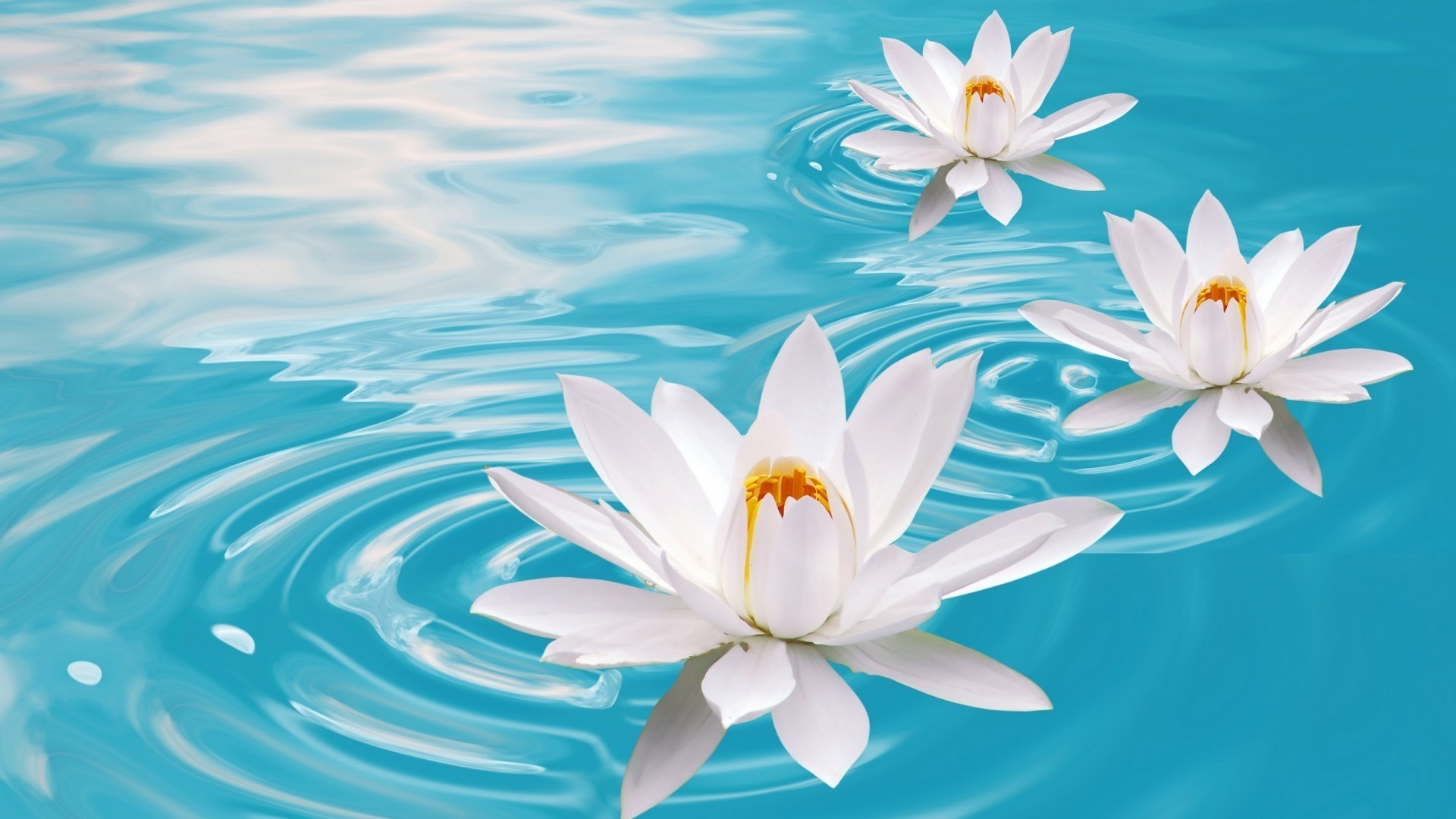 lily flower nature lotus summer tropical leaf flora zen pool beautiful swimming meditation exotic petal water floral aquatic blooming