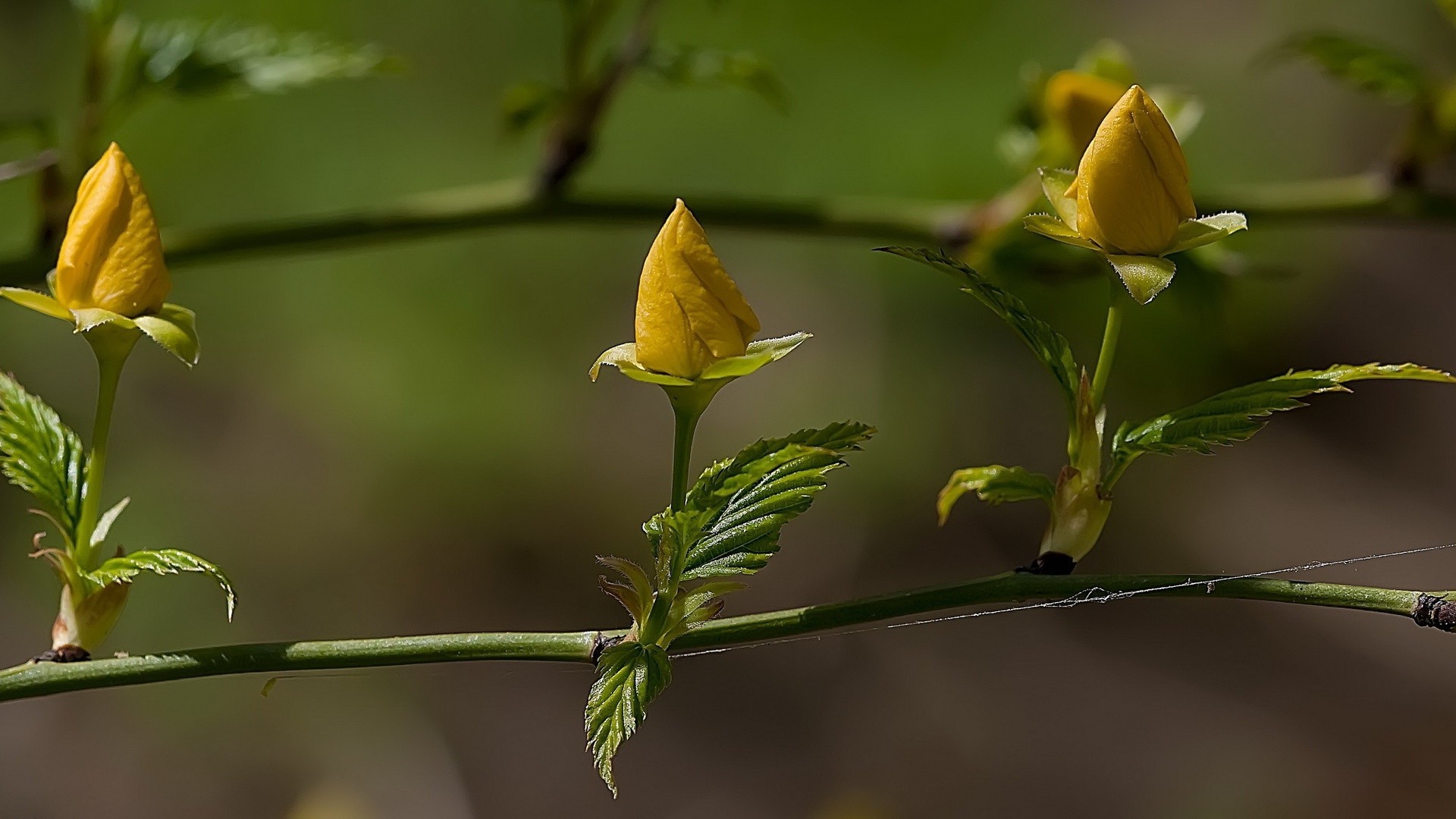 güller doğa yaprak çiçek flora açık havada bahçe yaz bulanıklık büyüme renk güzel hava