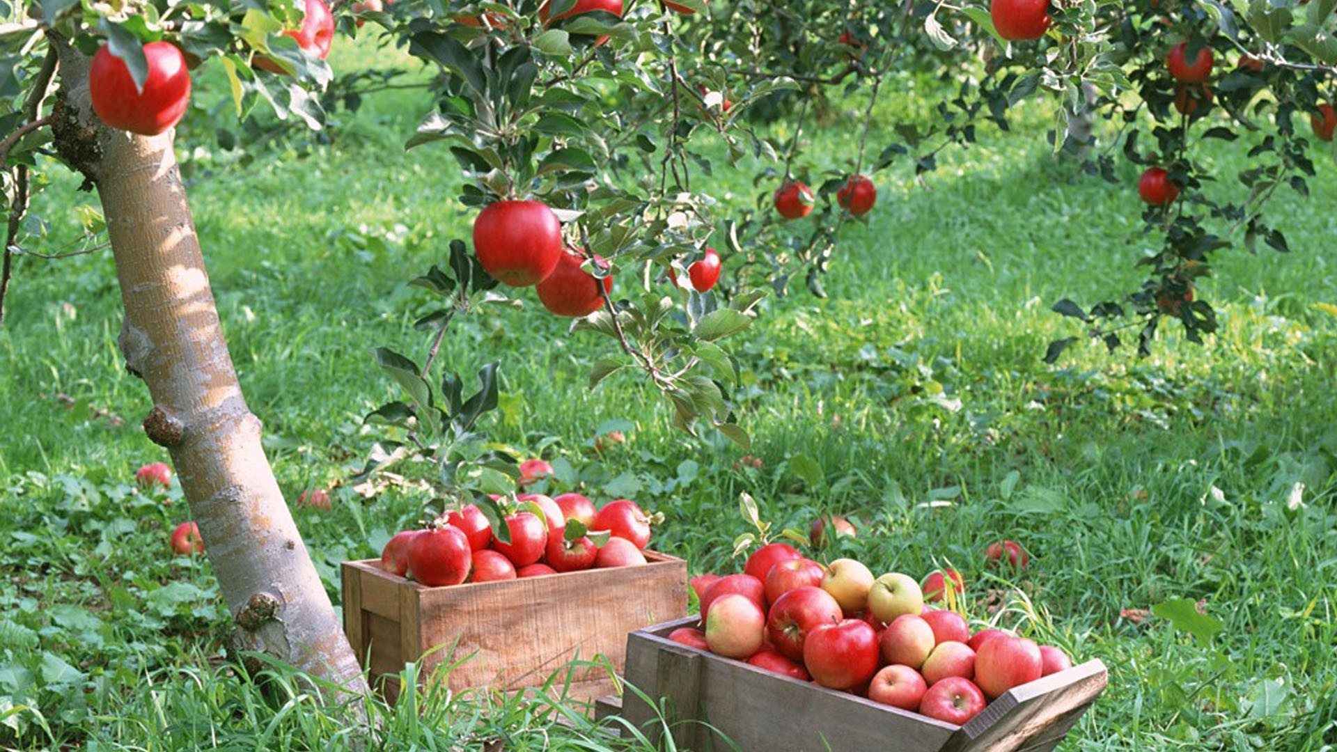 cosecha jardín fruta pasto hoja agricultura manzana comida verano cereza naturaleza crecer cosecha otoño arboleda suculenta al aire libre